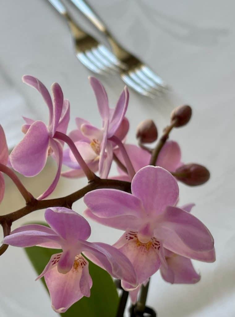 pnr-post-dettagli-orchidea