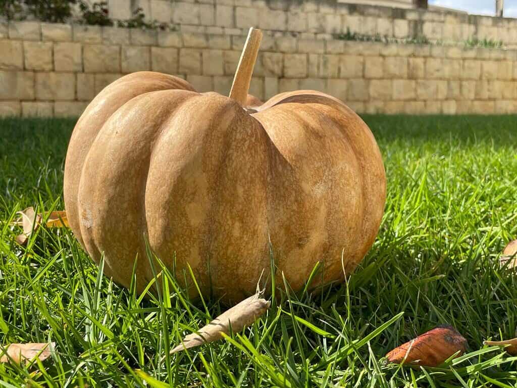 21_10_29_zucca-2