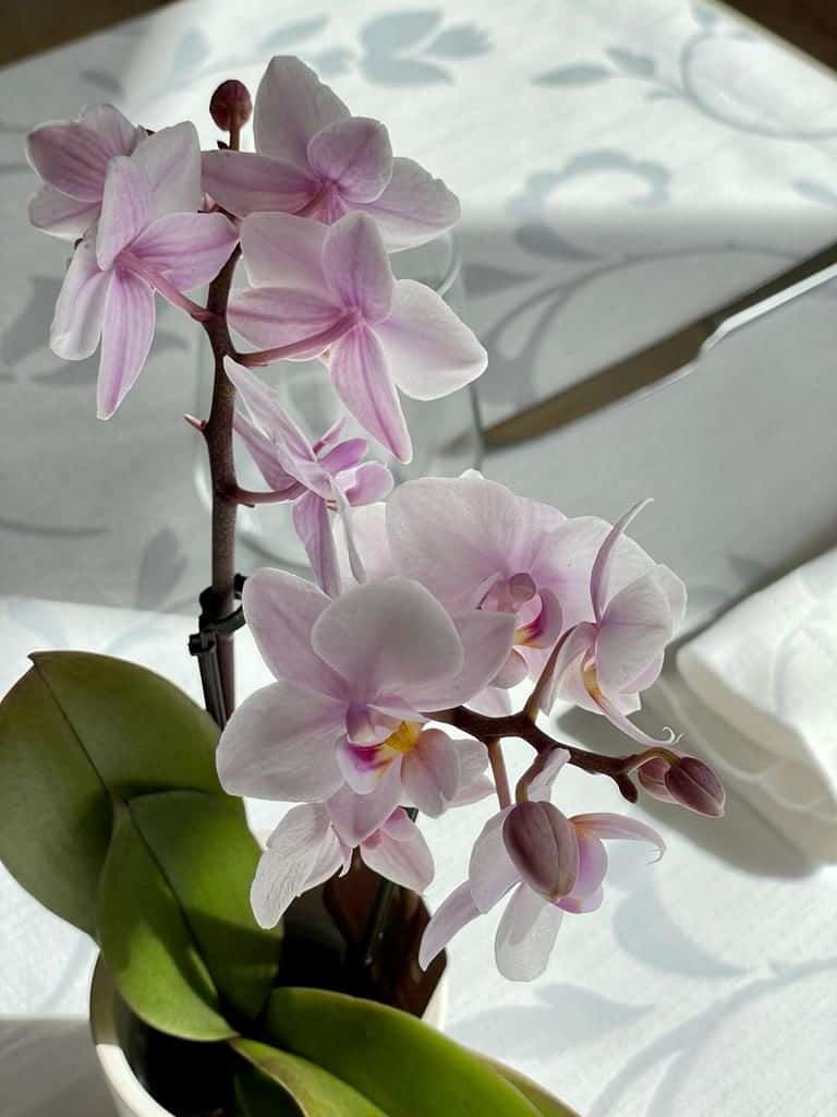 pnr-orchidea-tavolo